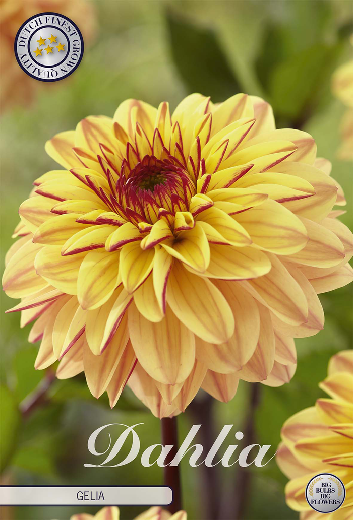 Dahlie Gelia