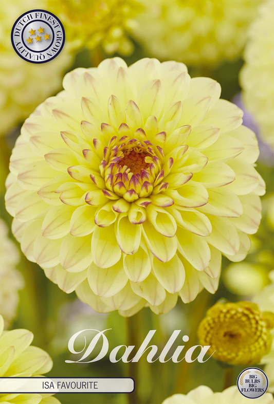 Dahlia Isa Favorit