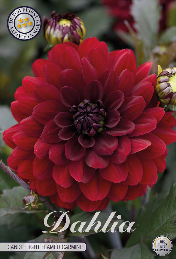 Dahlia Candlelight Flamed Carmine