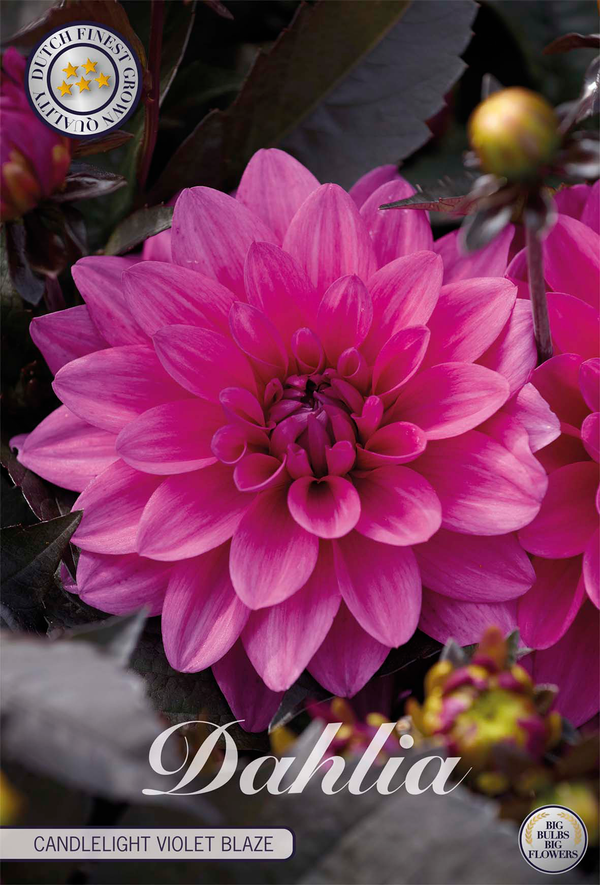 Dahlia Candlelight Violet Blaze