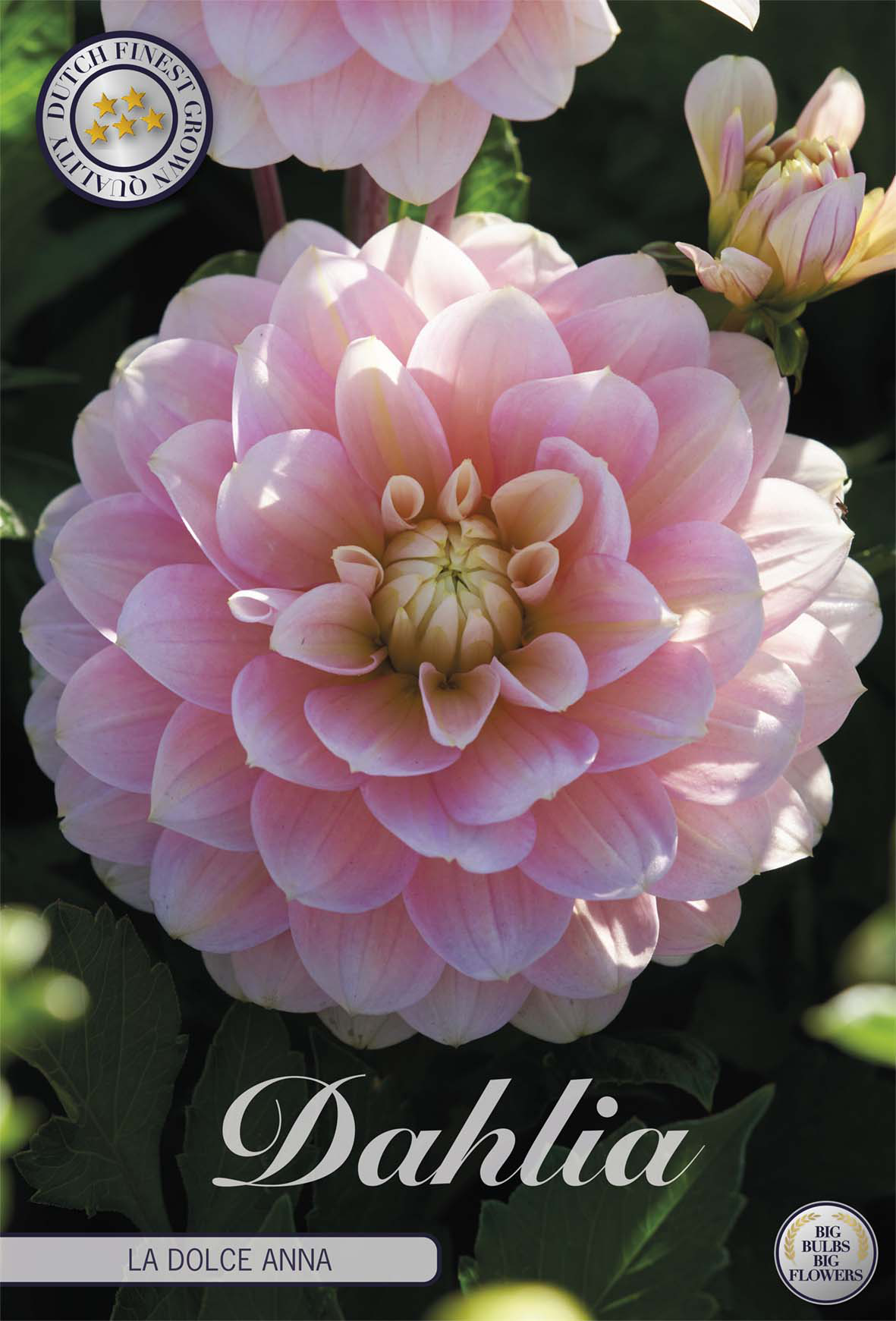 Dahlia La Dolce Anna