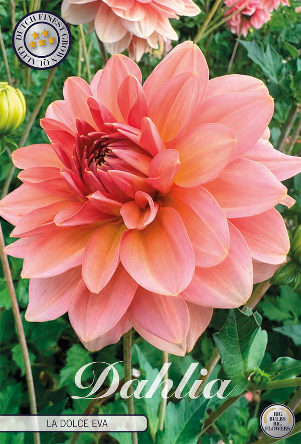Dahlia La Dolce Eva