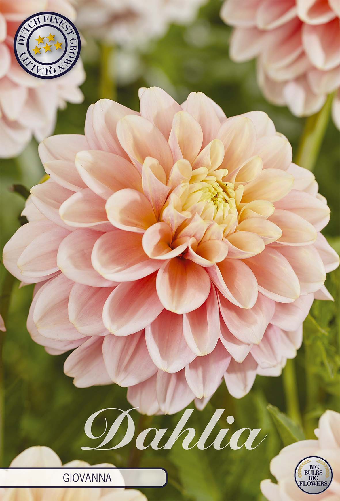 Dahlia Giovanna