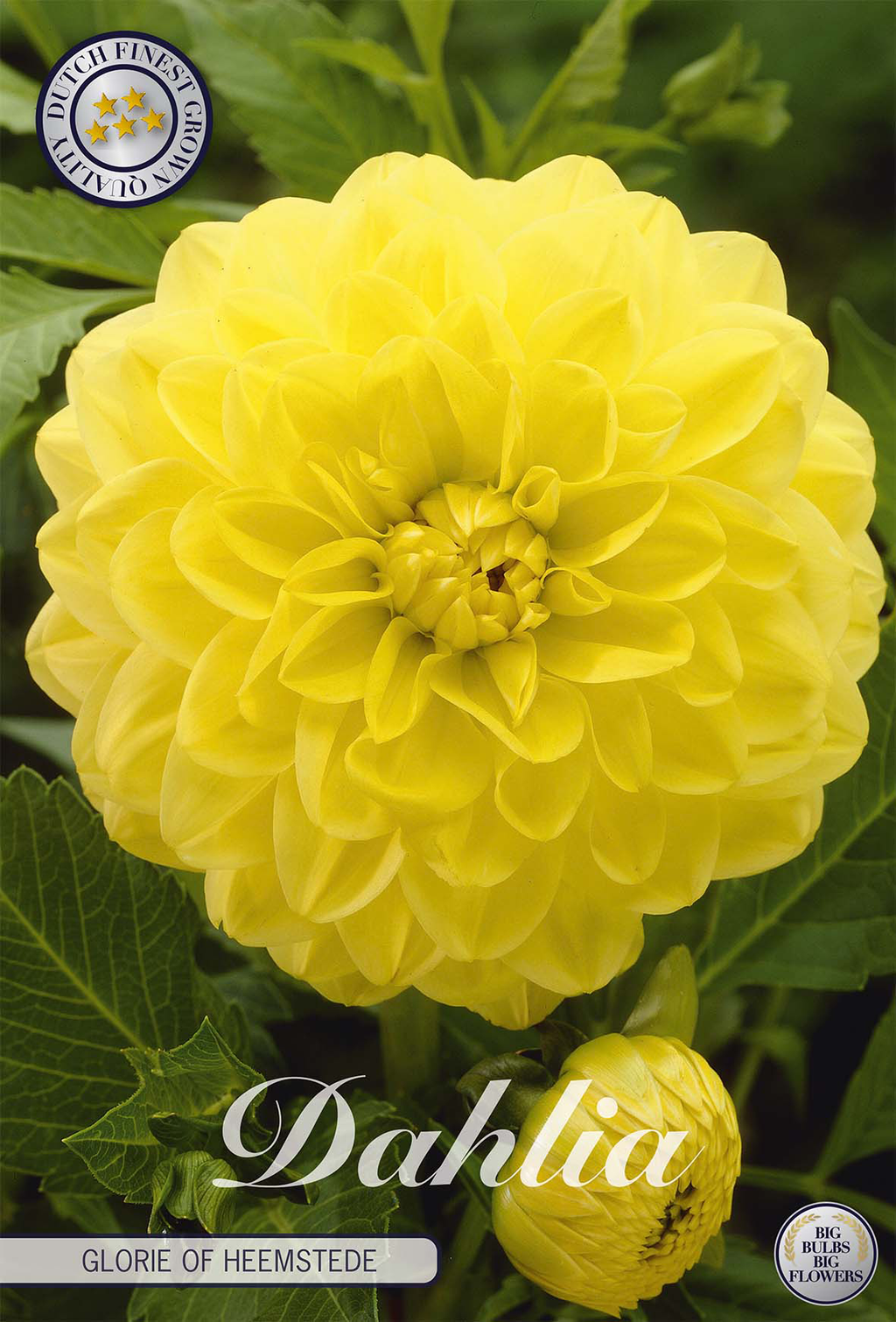 Dahlie Glorie Of Heemstede