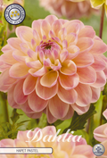 Dahlia Hapet Pastell
