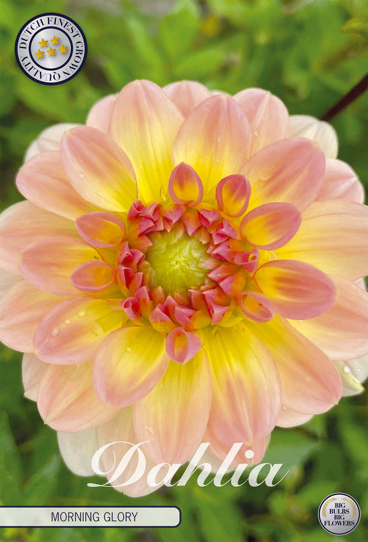 Dahlie Morning Glory