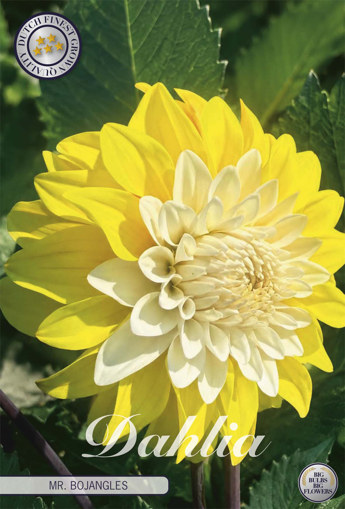Dahlia Mr. Bojangles