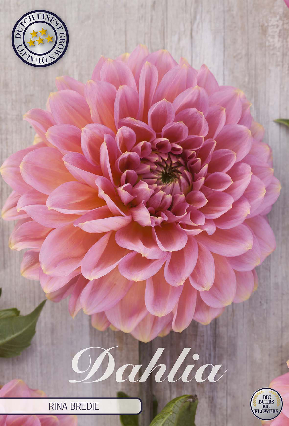 Dahlia Rina Bredie