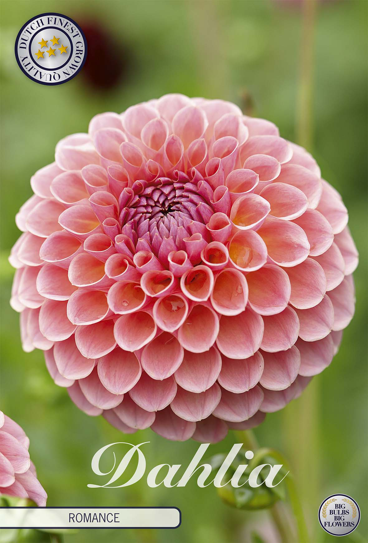 Dahlie Romance