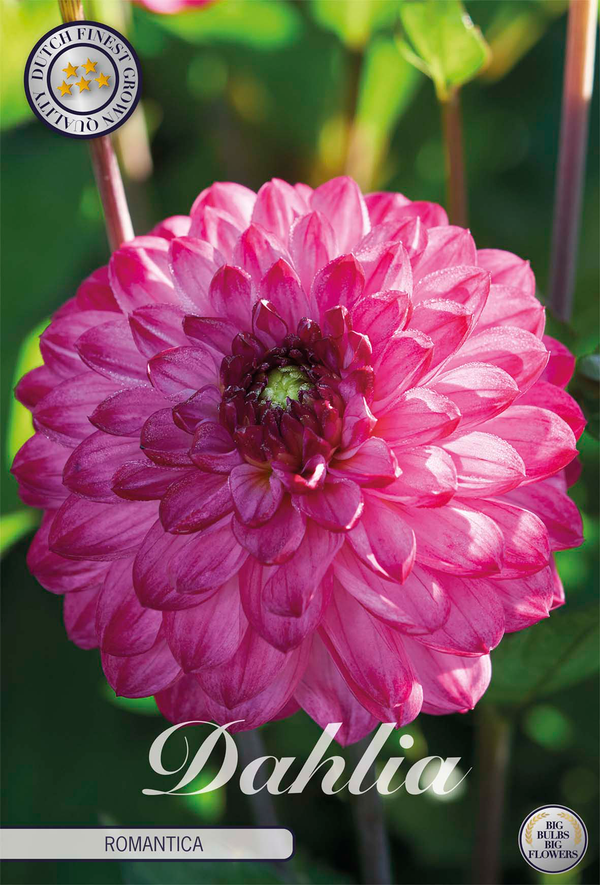 Dahlia Romantica