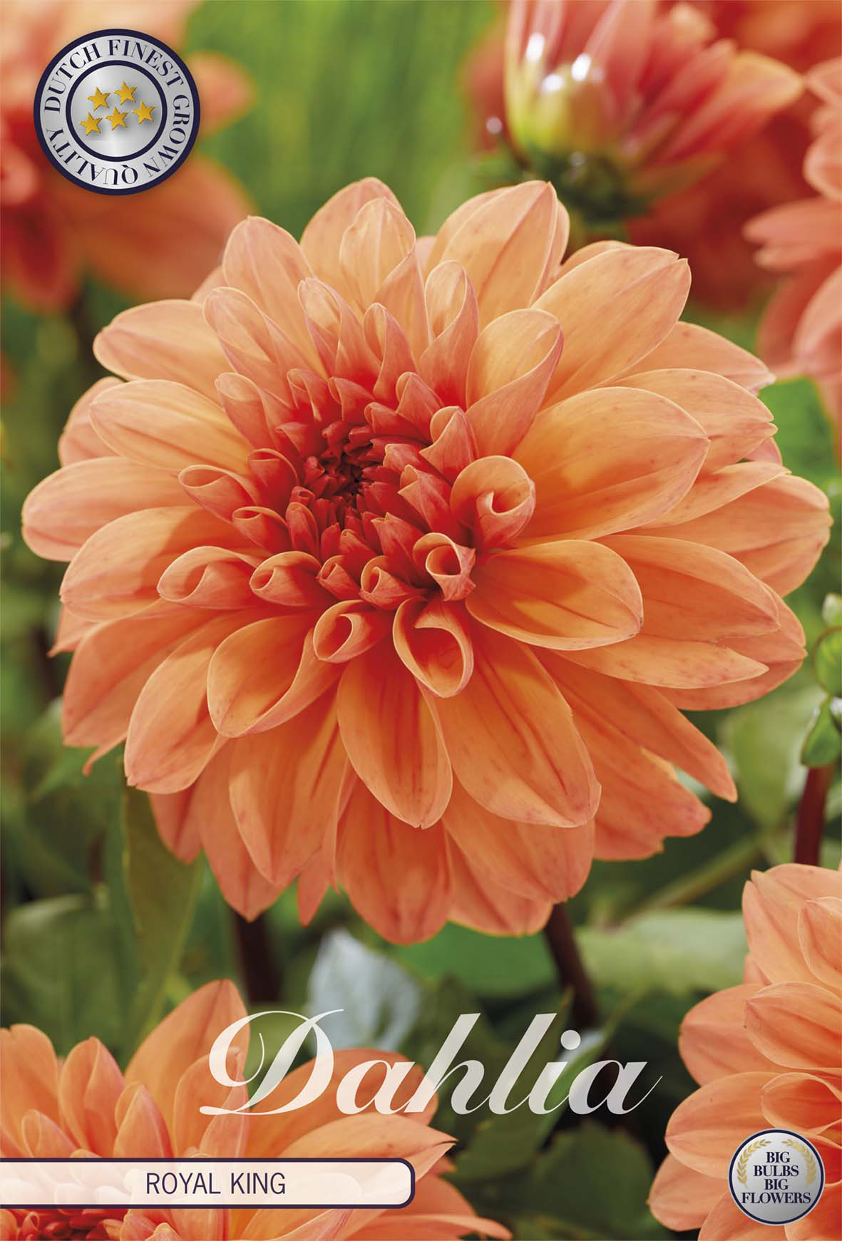 Dahlia Royal King