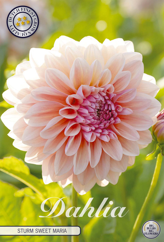 Dahlie Sturm Sweet Maria