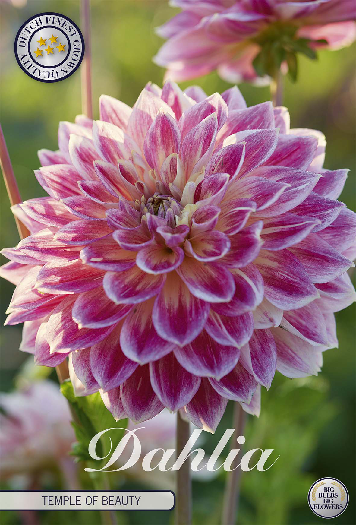 Dahlia Tempel der Schönheit