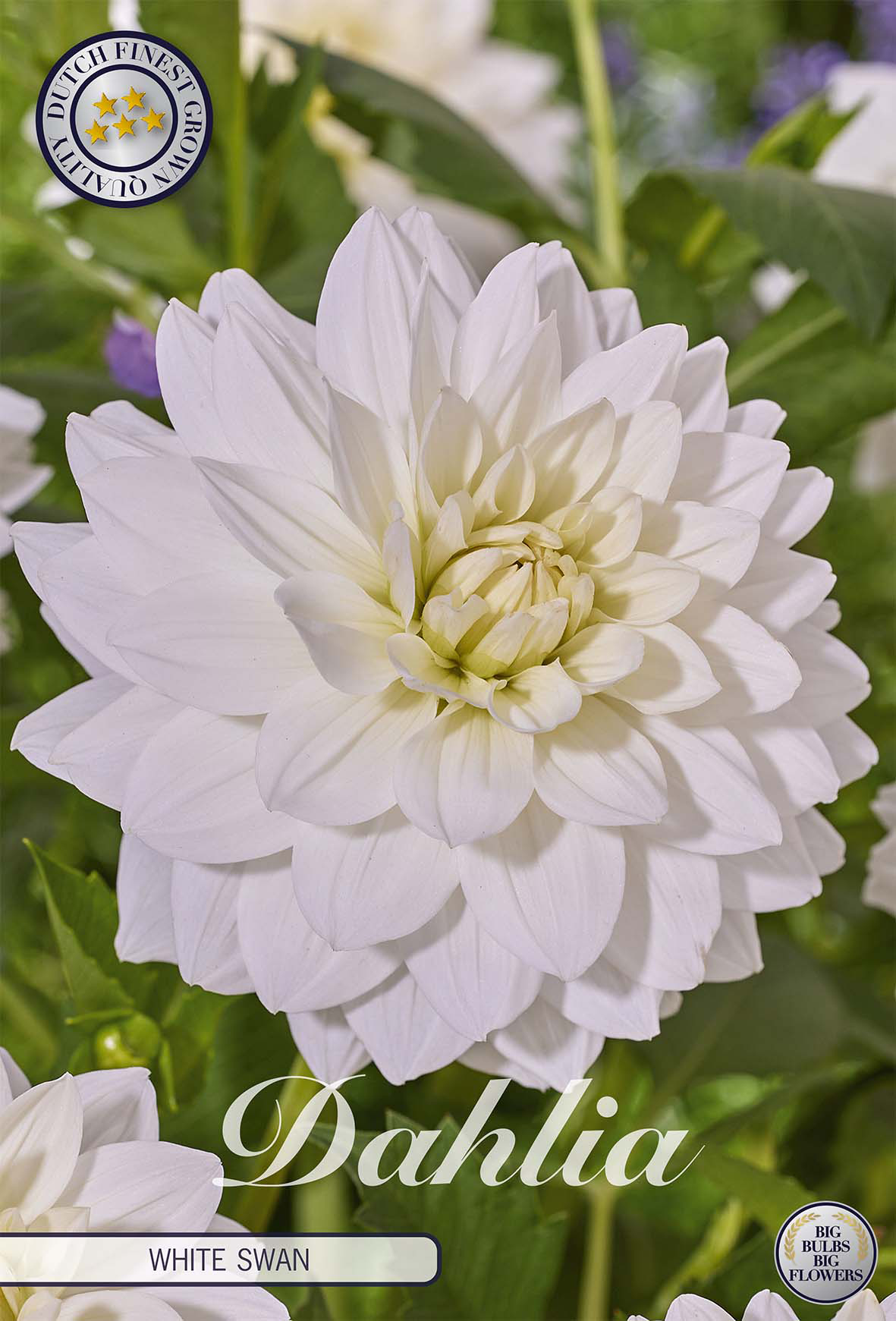 Dahlie White Swan