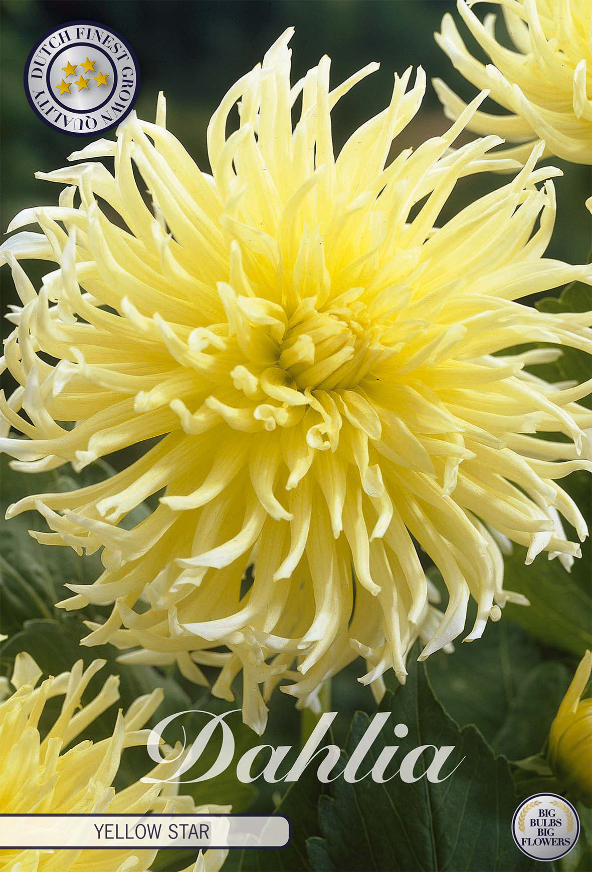 Dahlia Gelber Stern