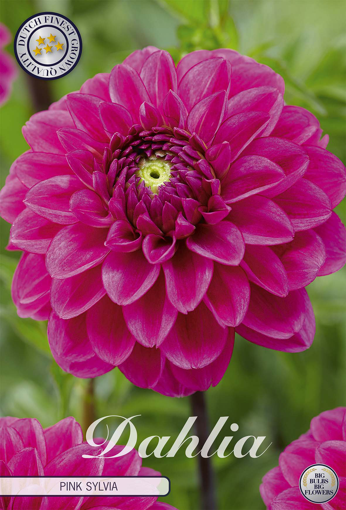 Dahlie Pink Sylvia