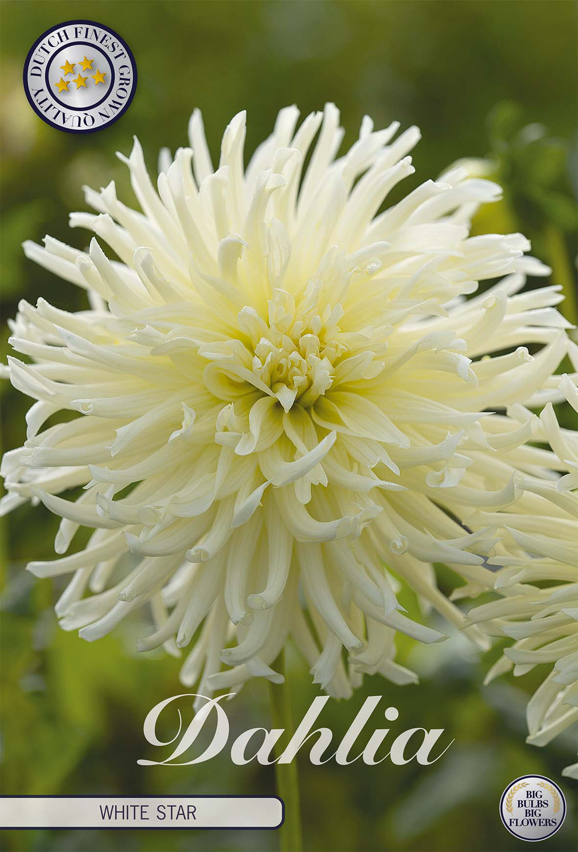 Dahlie 'White Star'