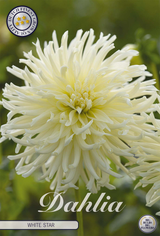 Dahlie 'White Star'