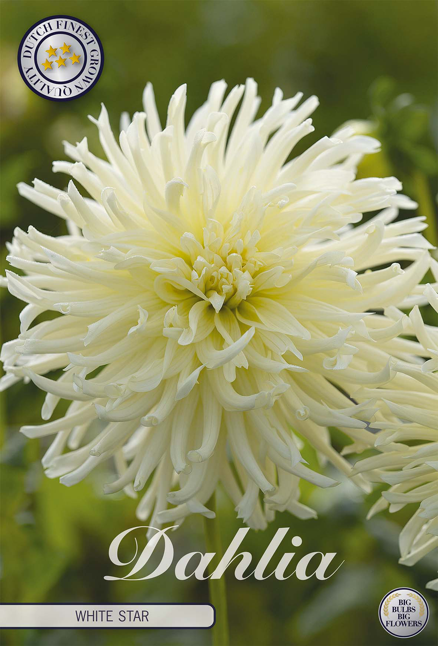 Dahlie 'White Star'
