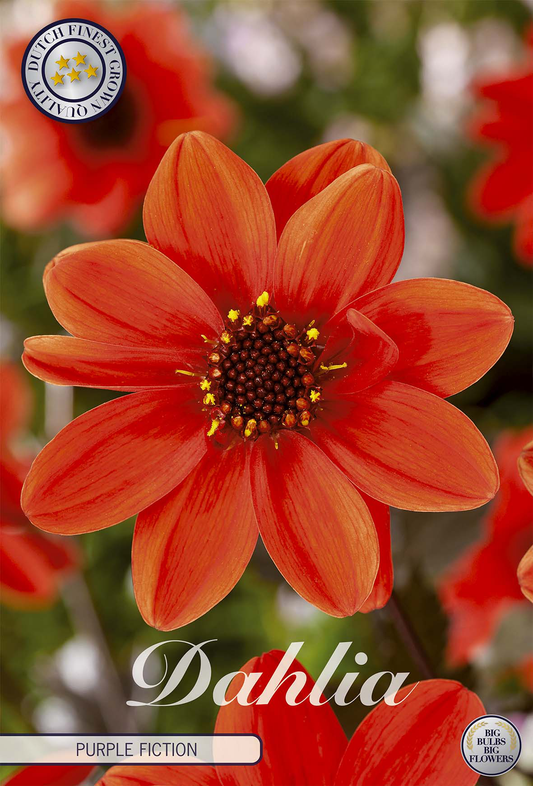 Dahlie Purple Fiction