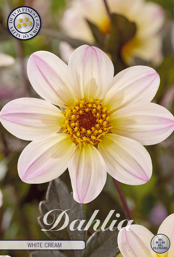 Dahlie White Cream