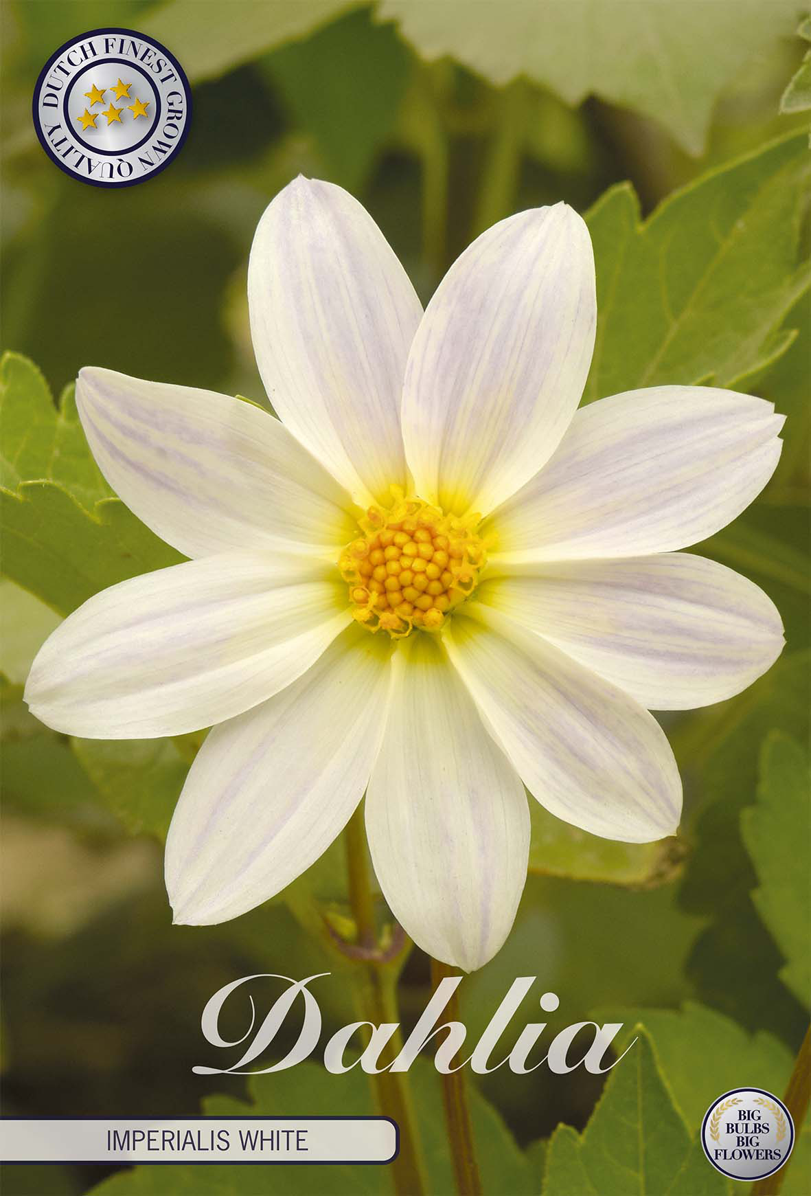 Dahlie Imperialis Weiß