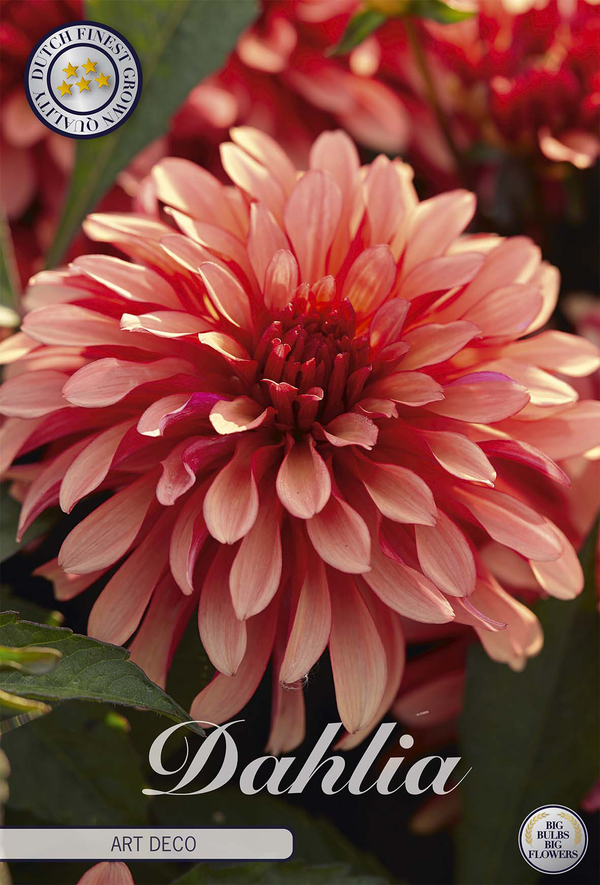 Dahlie Art déco