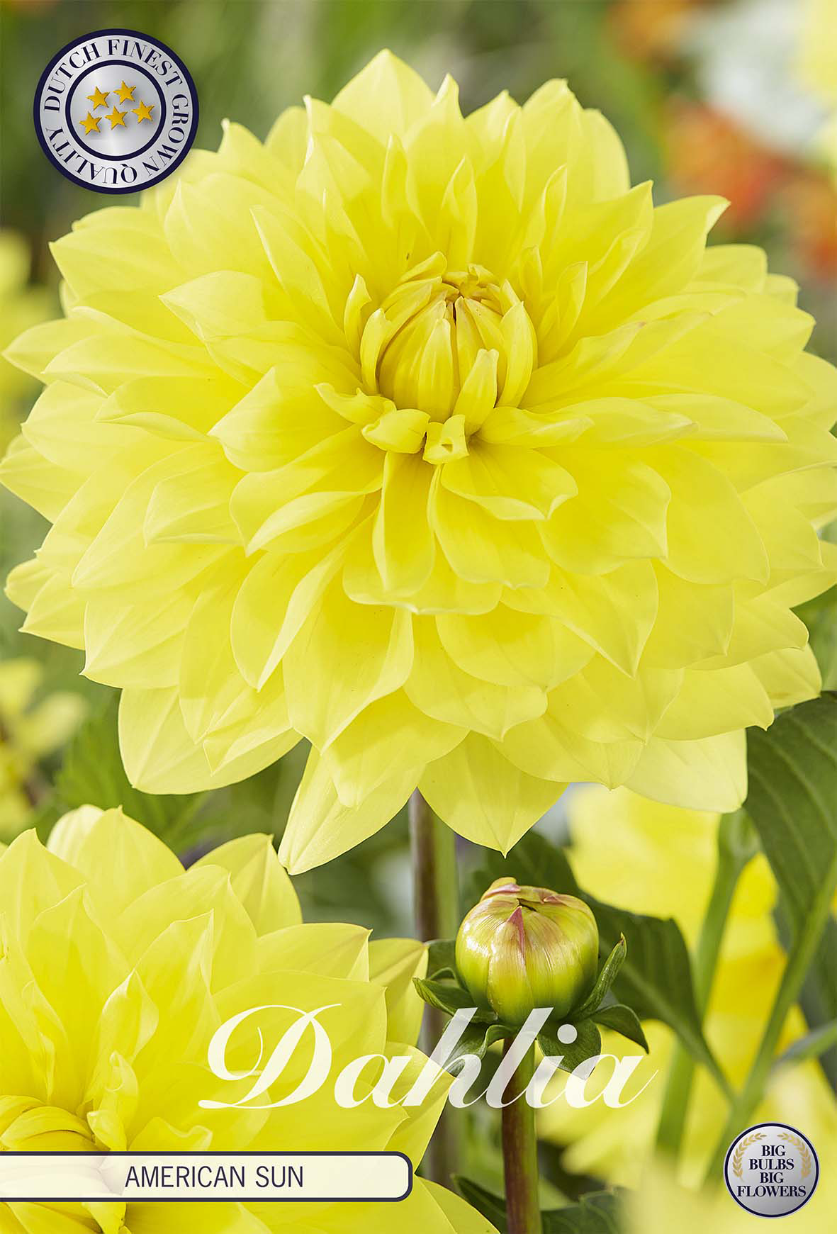 Dahlie American Sun