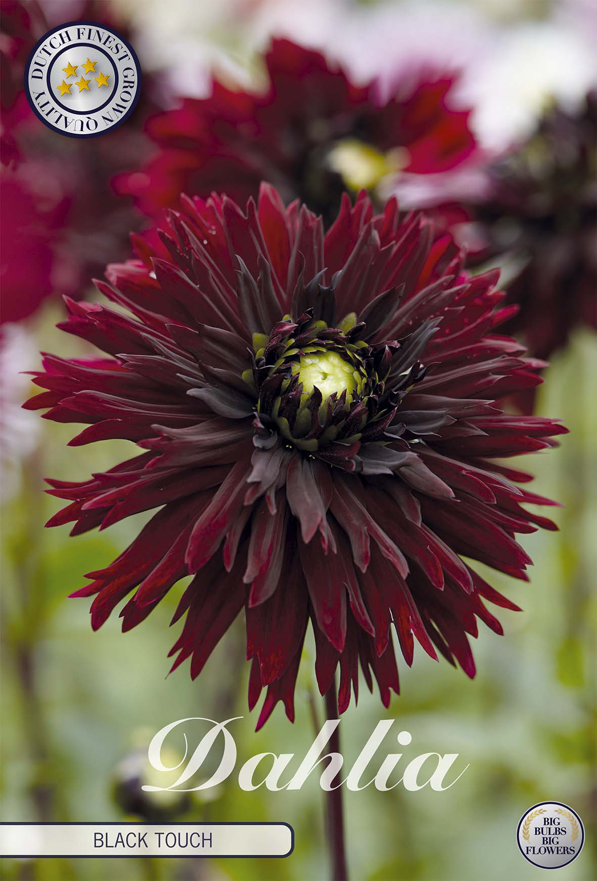 Dahlie Black Touch