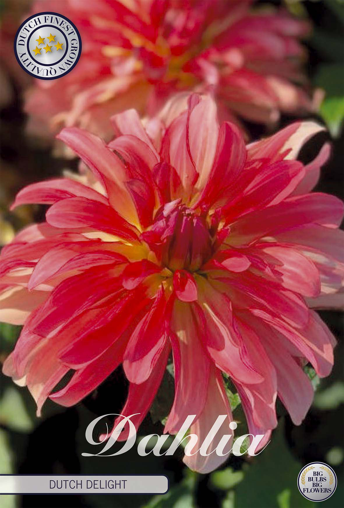 Dahlie Dutch Delight
