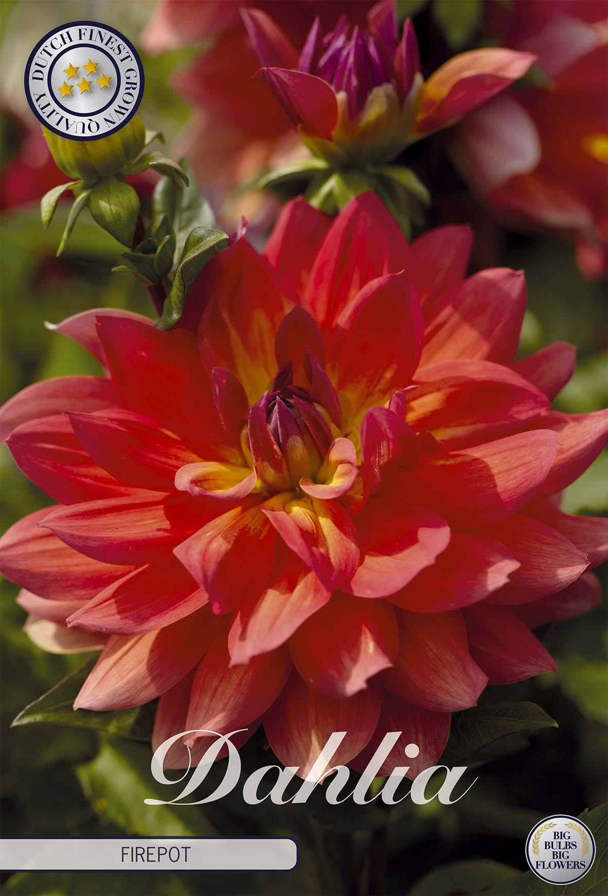 Dahlie Firepot