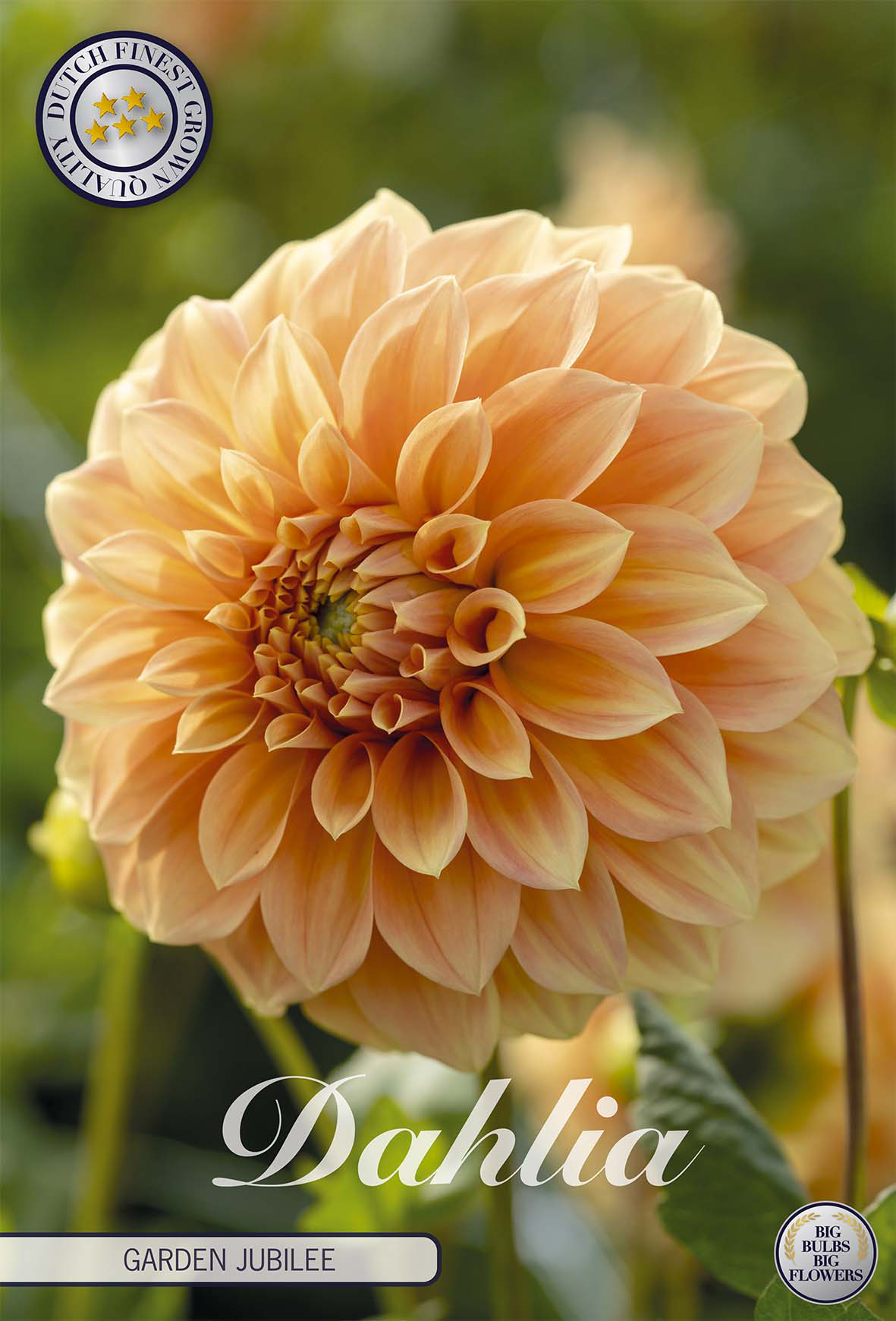 Dahlie Garden Jubilee