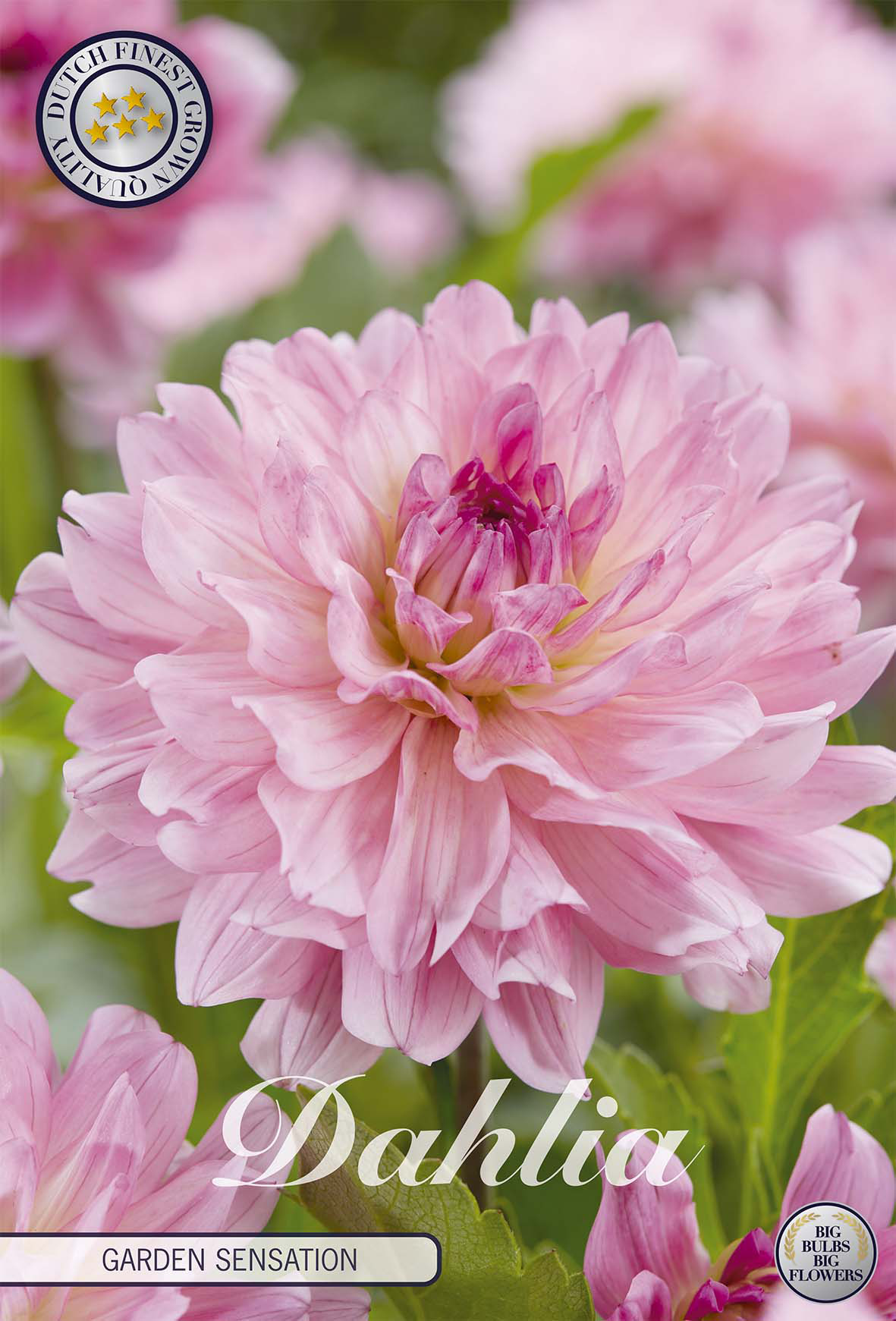 Dahlie Garden Sensation