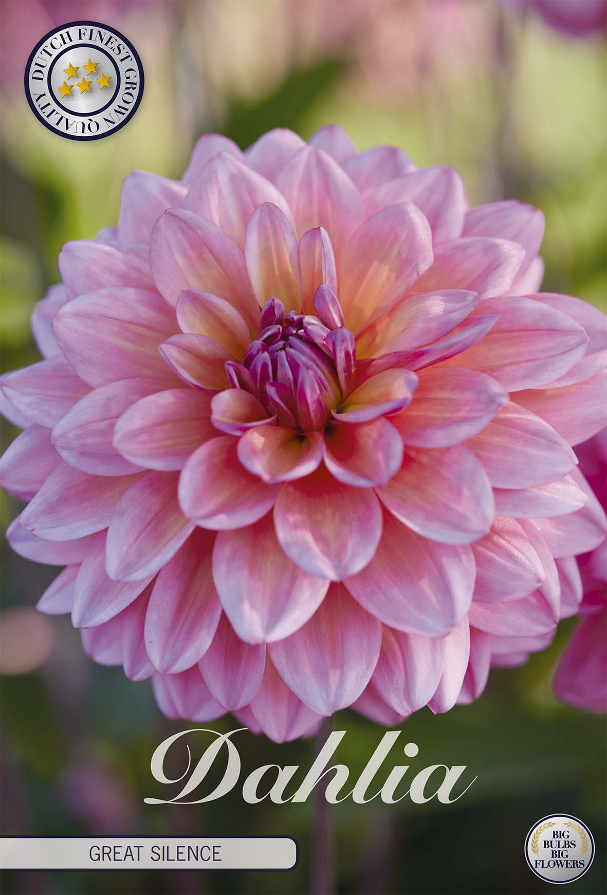 Dahlie Great Silence