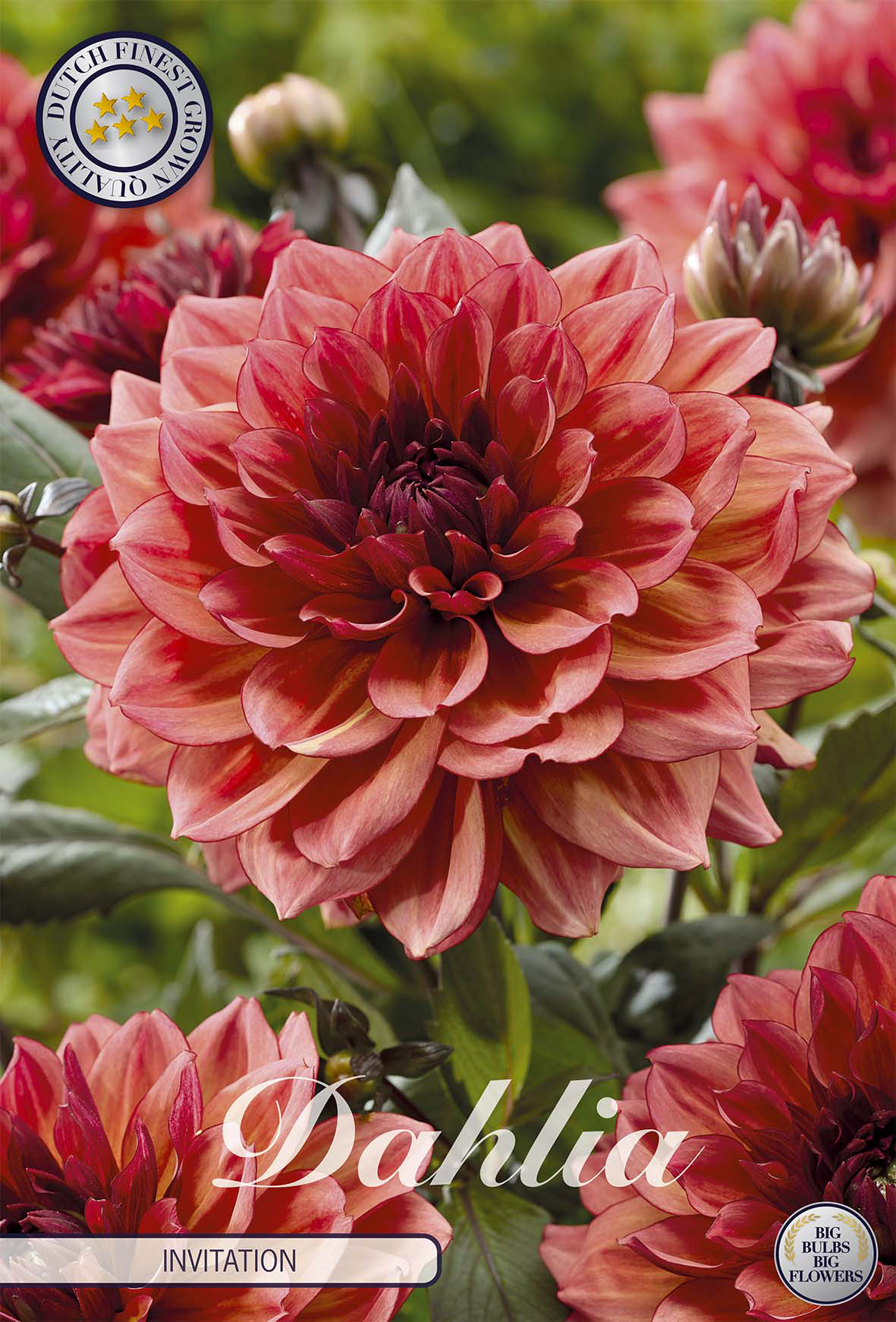 Dahlie Invitation