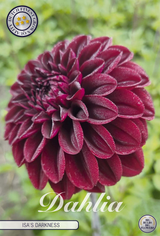 Dahlia Isas Dunkelheit