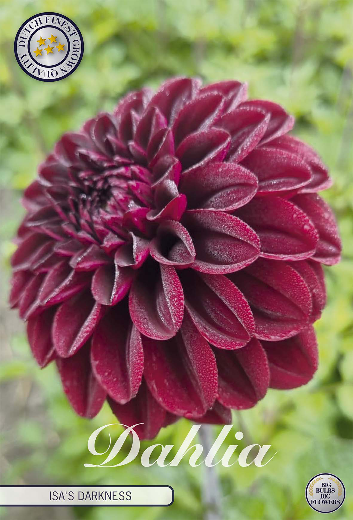 Dahlia Isas Dunkelheit