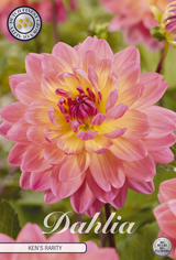 Dahlia Kens Seltenheit
