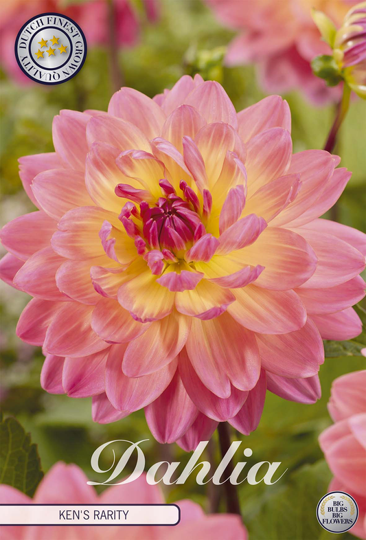 Dahlia Kens Seltenheit