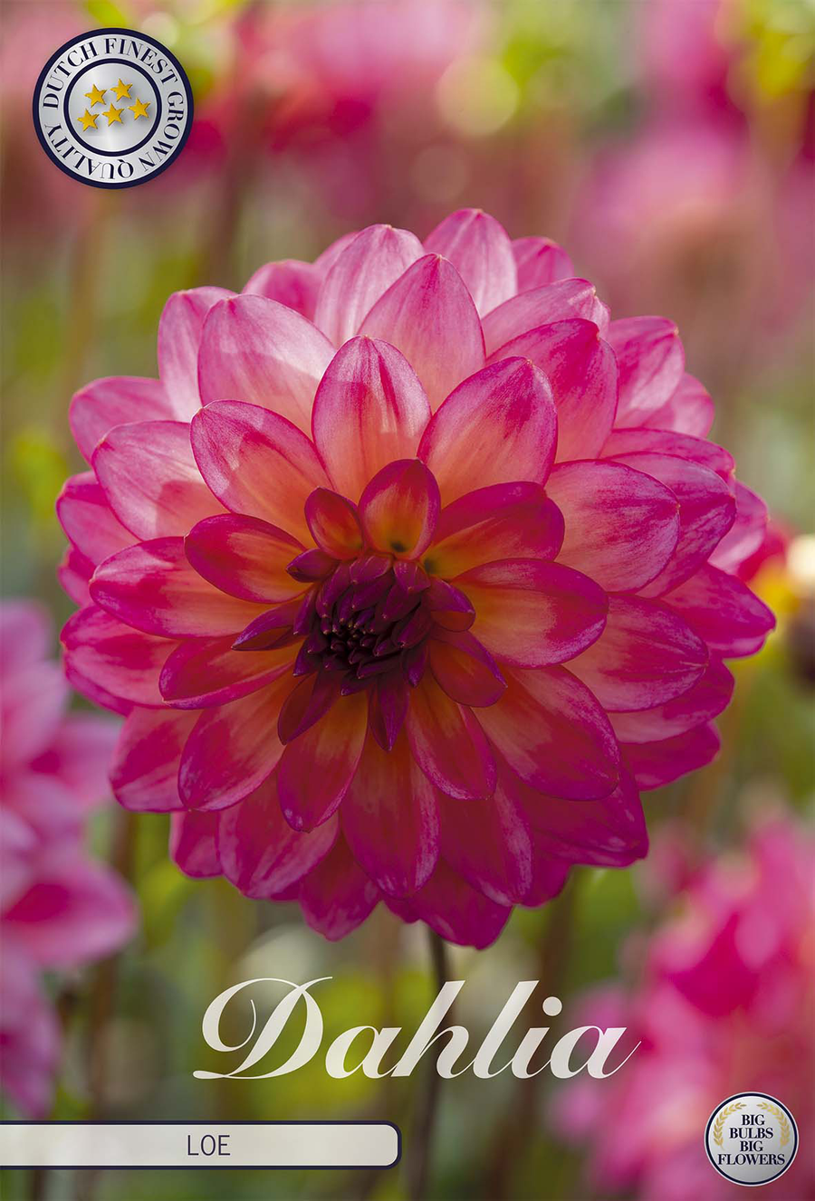 Dahlia Loe
