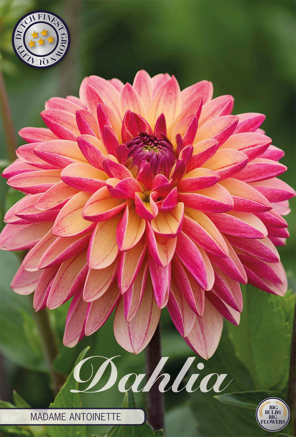 Dahlia Madame Antoinette