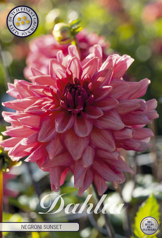 Dahlie Negroni Sunset