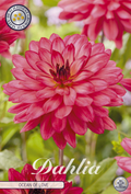 Dahlie Ocean Of Love