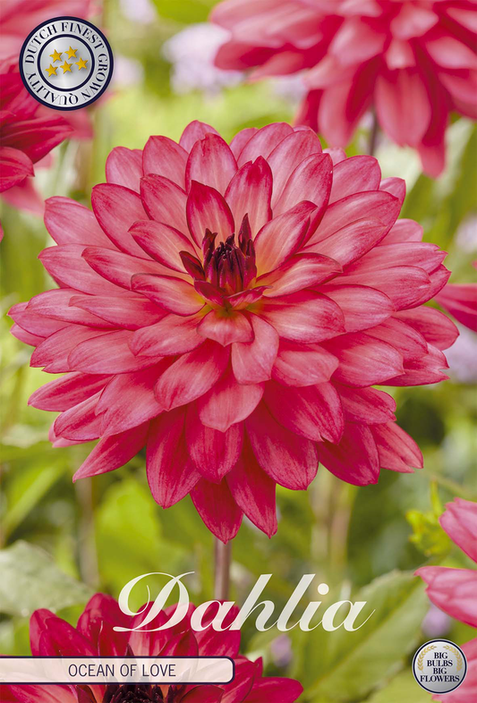 Dahlie Ocean Of Love
