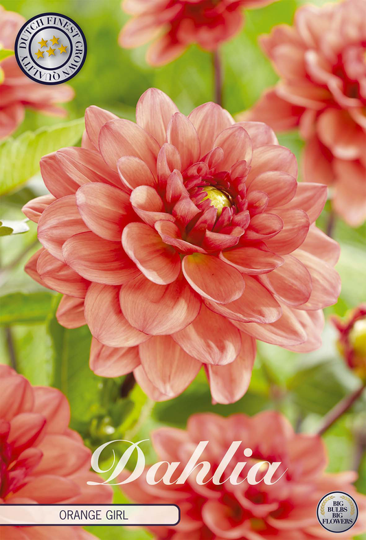 Dahlie Orange Girl