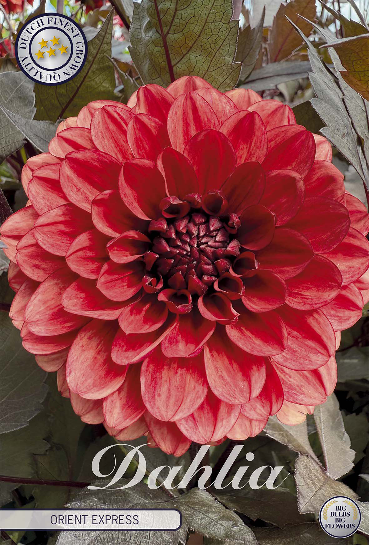 Dahlie Orient Express