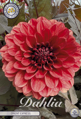 Dahlie Orient Express