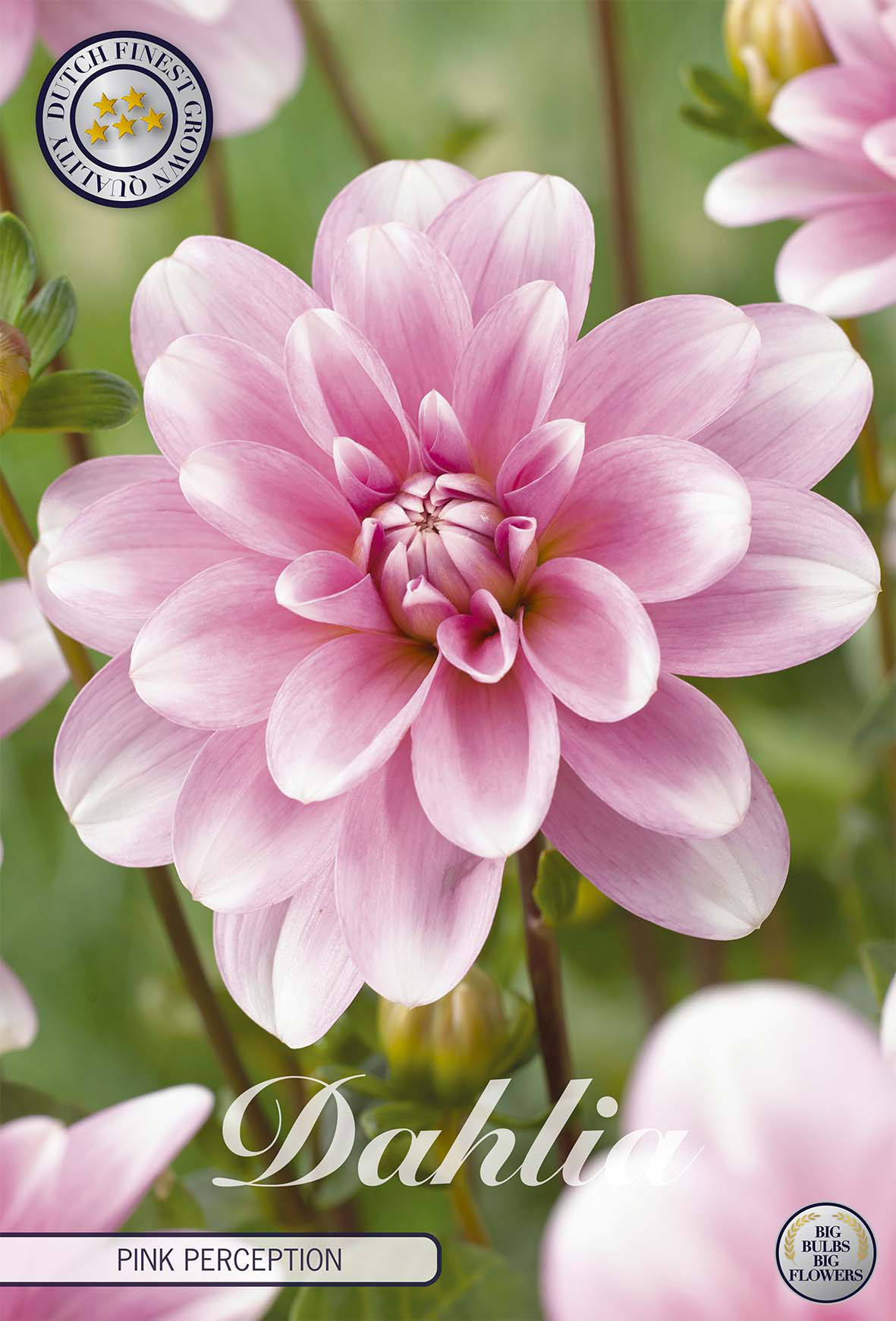 Dahlie Pink Perception
