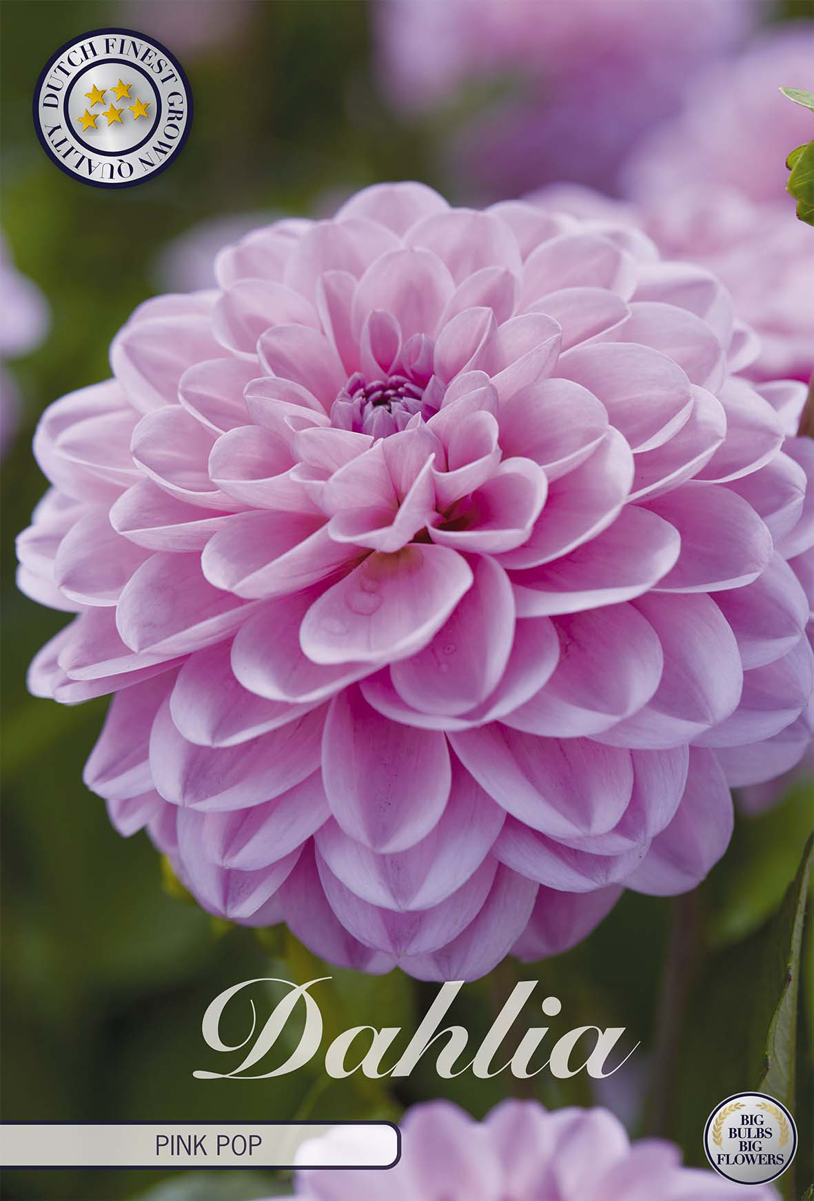 Dahlie Pink Pop