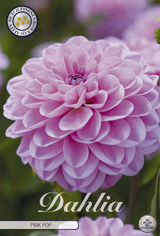 Dahlie Pink Pop